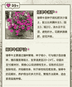 牵牛花怎么养殖