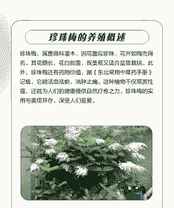 珍珠梅怎么养殖
