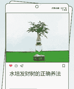 水培摇钱树怎么养殖