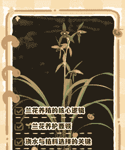 树兰花怎么养殖