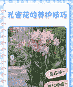 孔雀花怎么养殖