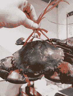 缅甸蟹怎么养殖