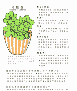 碰碰香怎么养殖