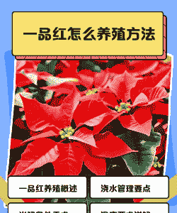 美国红花怎么养殖