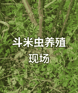 斗米虫怎么养殖