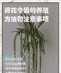 令箭怎么养殖方法