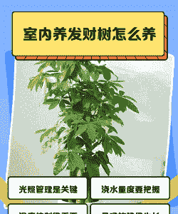 室内摇钱树怎么养殖