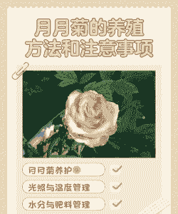 月菊怎么养殖