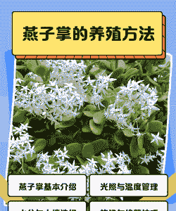 燕子掌怎么养殖