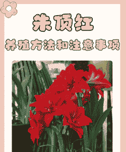 红美丽怎么养殖