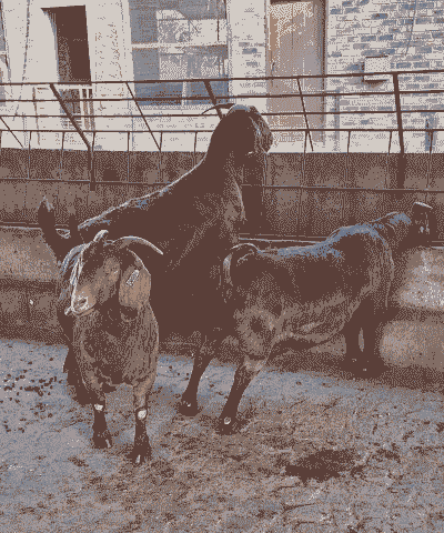 波尔山羊怎么养殖