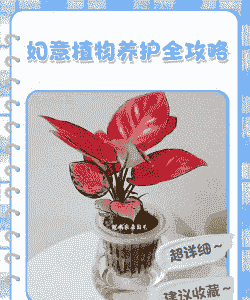 植物如意怎么养殖