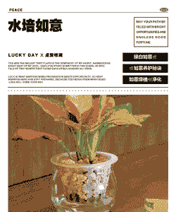 如意水培怎么养殖