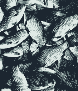 养殖鲫鱼怎么样