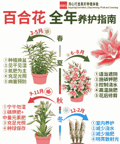 白和花怎么养殖
