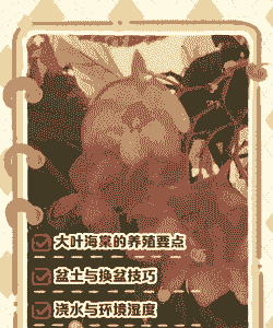 大花海棠怎么养殖