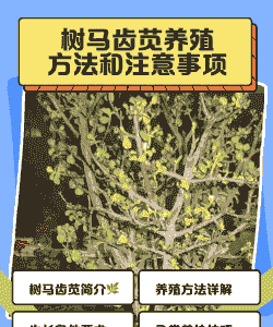 马齿苋怎么养殖