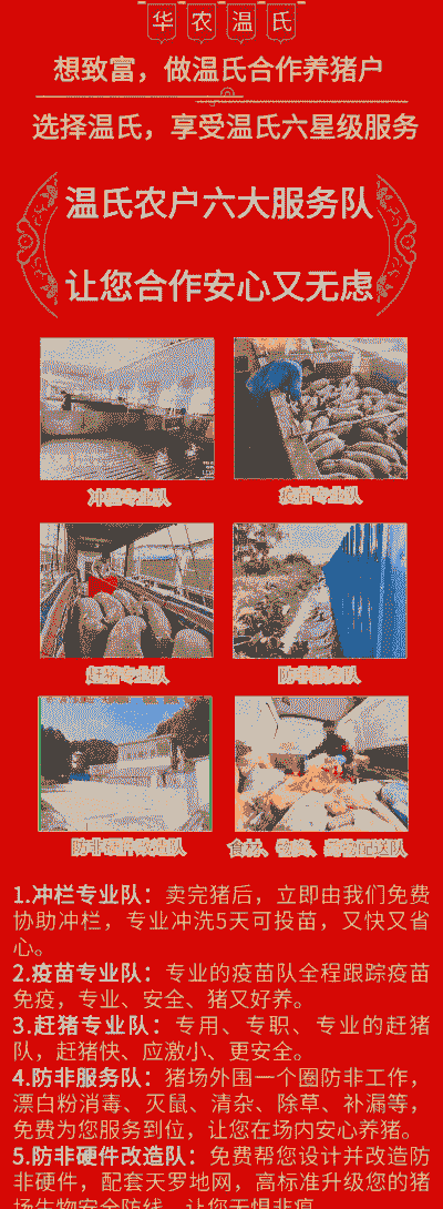 怎么加盟温氏养殖