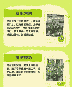 龙舌兰怎么养殖