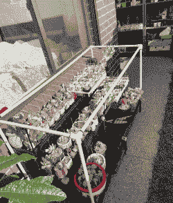 多肉大棚怎么养殖的