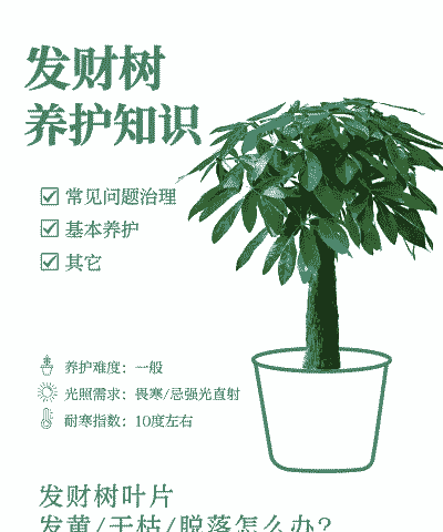 发财树花怎么养殖