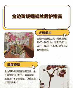 金边蝴蝶兰怎么养殖