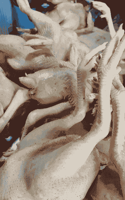 养殖笨鸡怎么样