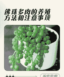 佛珠肉肉怎么养殖方法