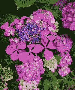 八仙怎么养殖方法