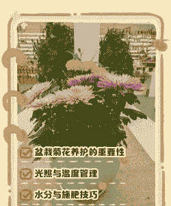 盆栽的菊花怎么养殖方法