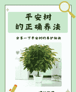 室内平安树怎么养殖