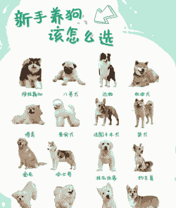 养殖宠物狗怎么样