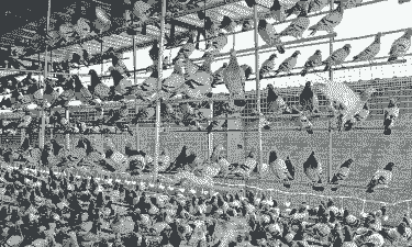 鸽子养殖前景怎么样