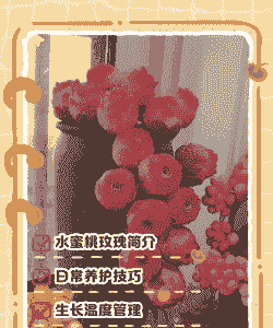 小玫瑰多肉怎么养殖方法