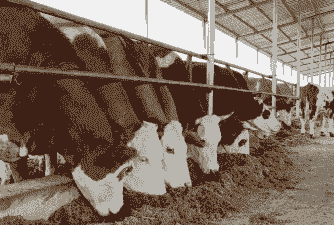 养殖牛的前景怎么样