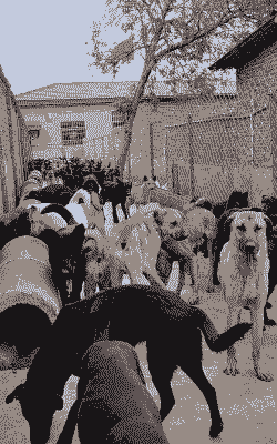 养殖肉狗前景怎么样