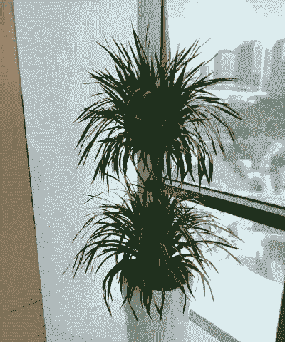 大叶一帆风顺怎么养殖