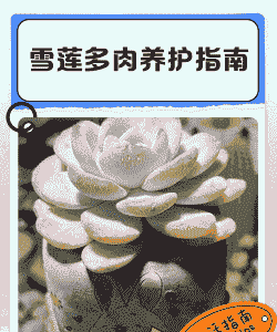 雪莲怎么养殖