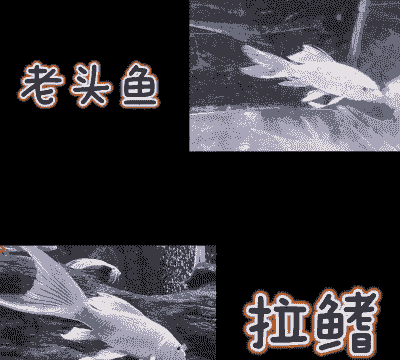 老头鱼怎么养殖