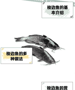 梭边鱼怎么养殖