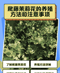 攀爬茉莉怎么养殖