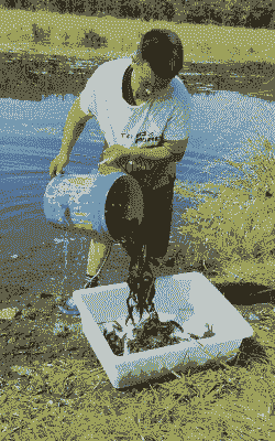 养殖泥鳅怎么捕捞