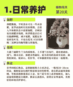 慧兰花怎么养殖