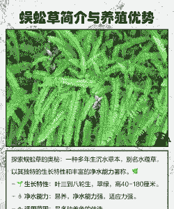 水蜈蚣怎么养殖