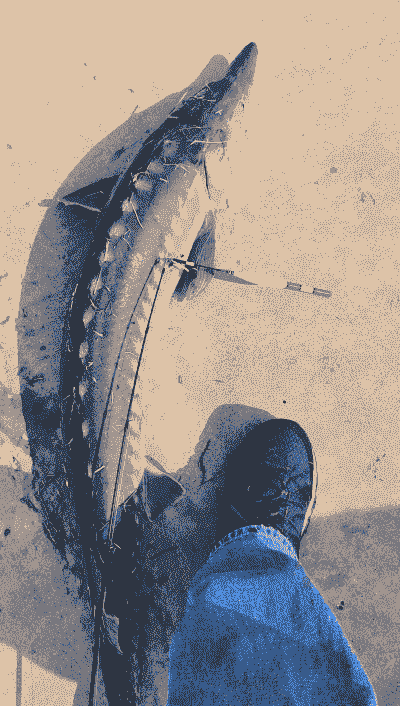 养殖鲟鱼怎么钓