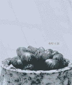 冰灯玉露怎么养殖