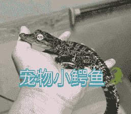 鳄鱼怎么养殖技术