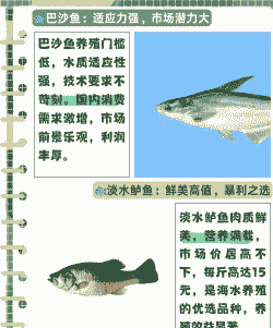 巴沙鱼怎么养殖