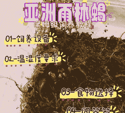 雨林蝎怎么养殖