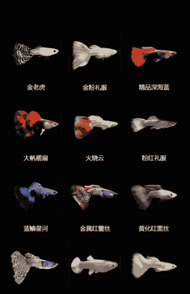 小鱼仔怎么养殖